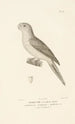 Centurie zoologique Pl18 - René Primevère Lesson — Ansicht des Kunstwerks