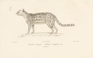 RenPrimevre Lesson - Centurie zoologique Pl21.webp