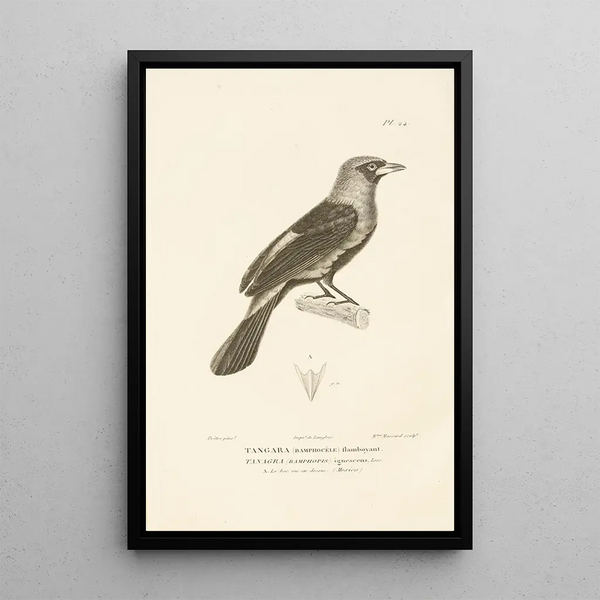 Centurie zoologique Pl24 - René Primevère Lesson — gerahmtes Bild an der Wand