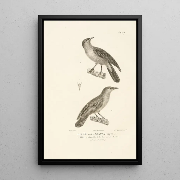 Centurie zoologique Pl27 - René Primevère Lesson — gerahmtes Bild an der Wand