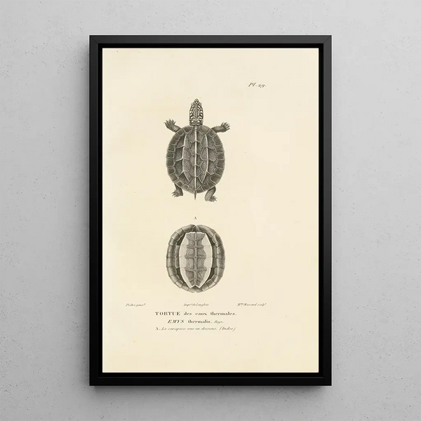 Centurie zoologique Pl29 - René Primevère Lesson — gerahmtes Bild an der Wand