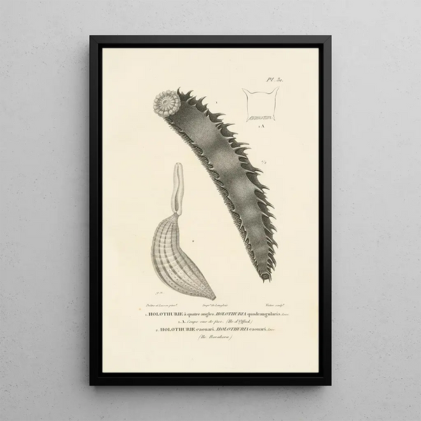 Centurie zoologique Pl31 - René Primevère Lesson — gerahmtes Bild an der Wand