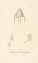 Centurie zoologique Pl33 - René Primevère Lesson — Ansicht des Kunstwerks