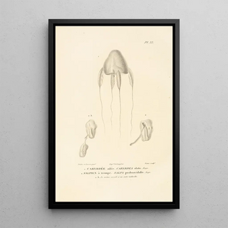 RenPrimevre Lesson - Centurie zoologique Pl33.webp