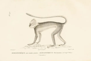 RenPrimevre Lesson - Centurie zoologique Pl40.webp