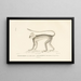 Centurie Zoologique Pl40 - René Primevère Lesson — gerahmtes Bild an der Wand