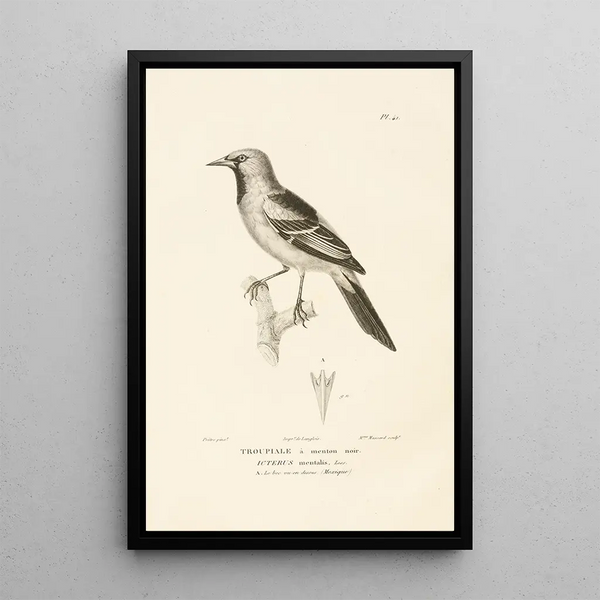 Centurie zoologique Pl41 - René Primevère Lesson — gerahmtes Bild an der Wand