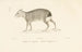Centurie zoologique Pl. 42 - René Primevère Lesson — Ansicht des Kunstwerks