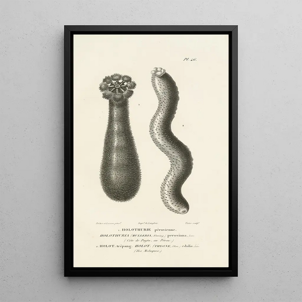 Centurie zoologique Pl46 - René Primevère Lesson — gerahmtes Bild an der Wand