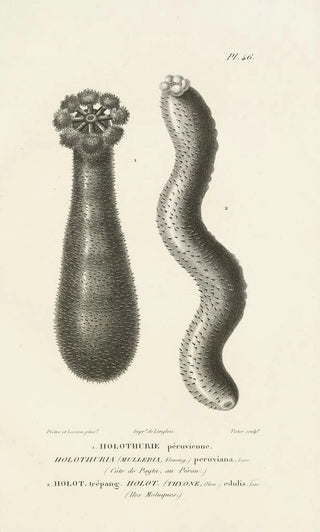 RenPrimevre Lesson - Centurie zoologique Pl46.webp