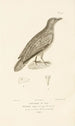 Centurie zoologique Pl47 - René Primevère Lesson — Ansicht des Kunstwerks