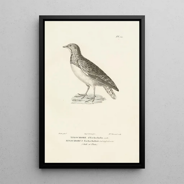 Centurie zoologique Pl50 - René Primevère Lesson — gerahmtes Bild an der Wand