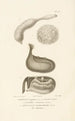 Centurie zoologique Pl53 - René Primevère Lesson — Ansicht des Kunstwerks