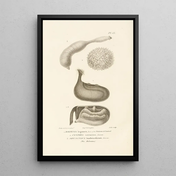 Centurie zoologique Pl53 - René Primevère Lesson — gerahmtes Bild an der Wand