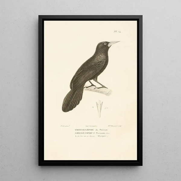 Centurie zoologique Pl54 - René Primevère Lesson — gerahmtes Bild an der Wand