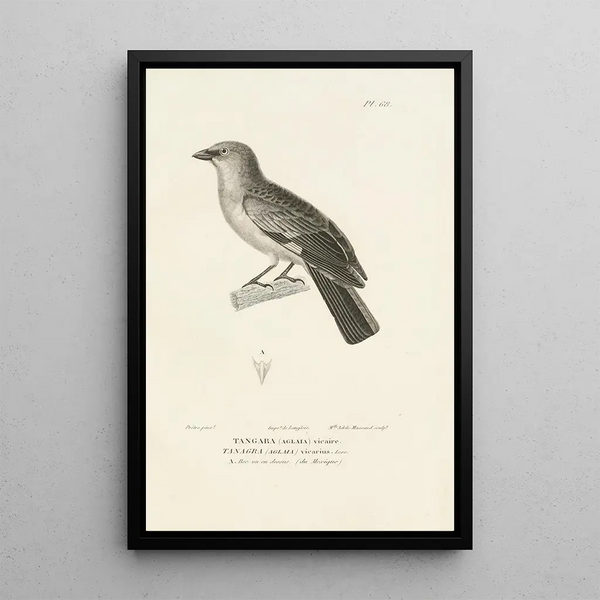 Centurie zoologique Pl67 - René Primevère Lesson — gerahmtes Bild an der Wand