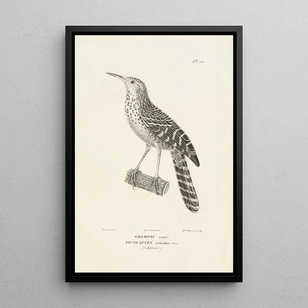 Centurie zoologique Pl69 - René Primevère Lesson — gerahmtes Bild an der Wand