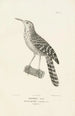 Centurie zoologique Pl69 - René Primevère Lesson — Ansicht des Kunstwerks