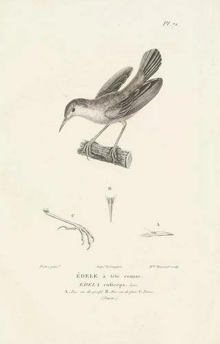 RenPrimevre Lesson - Centurie zoologique Pl70.webp