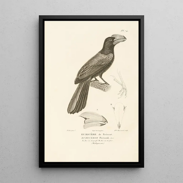 Centurie zoologique Pl73 - René Primevère Lesson — gerahmtes Bild an der Wand
