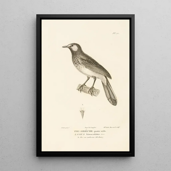 Centurie zoologique Pl74 - René Primevère Lesson — gerahmtes Bild an der Wand