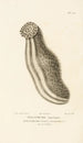 Centurie zoologique Pl77 - René Primevère Lesson — Ansicht des Kunstwerks