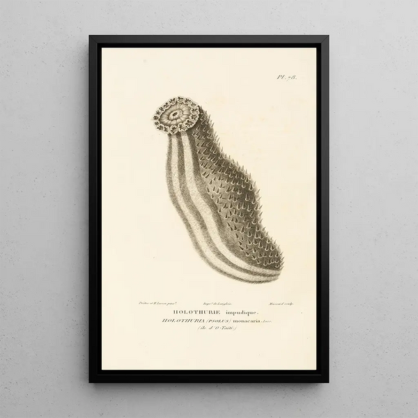 Centurie zoologique Pl77 - René Primevère Lesson — gerahmtes Bild an der Wand