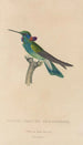 Histoire naturelle des oiseaux-mouches Pl01 - René Primevère Lesson — Ansicht des Kunstwerks