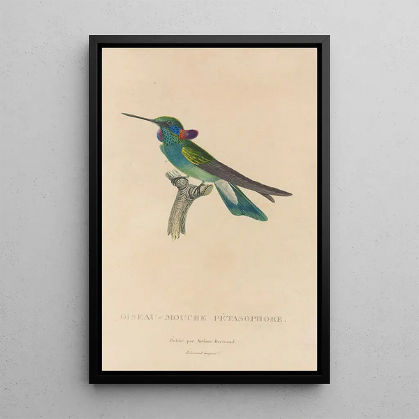Histoire naturelle des oiseaux-mouches Pl01 - René Primevère Lesson — gerahmtes Bild an der Wand