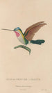 Histoire naturelle des oiseaux-mouches Pl02 - René Primevère Lesson — Ansicht des Kunstwerks