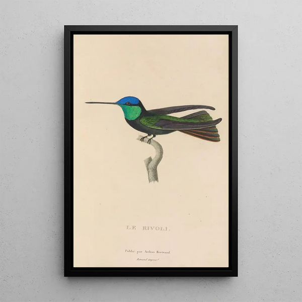 Histoire naturelle des oiseaux-mouches Pl04 - René Primevère Lesson — gerahmtes Bild an der Wand