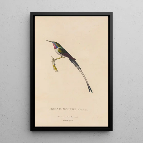 Histoire naturelle des oiseaux-mouches Pl06 - René Primevère Lesson — gerahmtes Bild an der Wand