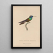 Histoire naturelle des oiseaux-mouches Pl09 - René Primevère Lesson — gerahmtes Bild an der Wand