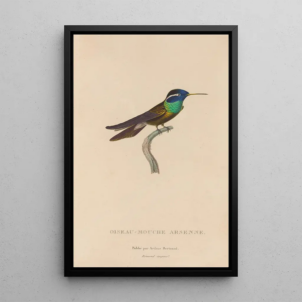 Histoire naturelle des oiseaux-mouches Pl09 - René Primevère Lesson — gerahmtes Bild an der Wand