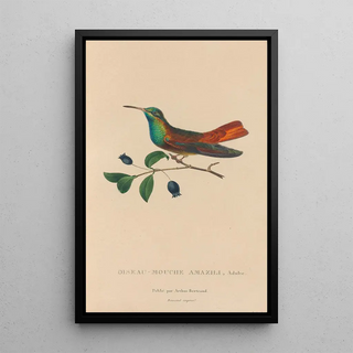 RenPrimevre Lesson - Histoire naturelle des oiseauxmouches Pl13.webp