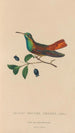 Histoire naturelle des oiseaux-mouches Pl13 - René Primevère Lesson — Ansicht des Kunstwerks