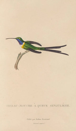 RenPrimevre Lesson - Histoire naturelle des oiseauxmouches Pl15.webp