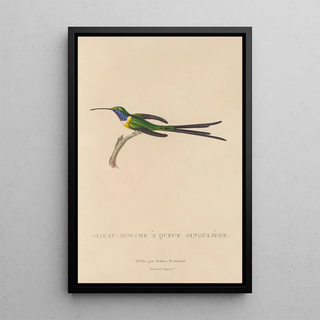 RenPrimevre Lesson - Histoire naturelle des oiseauxmouches Pl15.webp