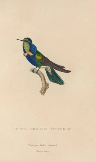 RenPrimevre Lesson - Histoire naturelle des oiseauxmouches Pl16.webp