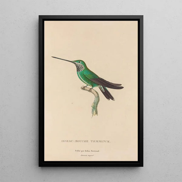 Geschichte der Natur der Kolibris Pl20 - René Primevère Lesson — gerahmtes Bild an der Wand
