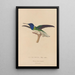 Histoire naturelle des oiseaux-mouches Pl21 - René Primevère Lesson — gerahmtes Bild an der Wand