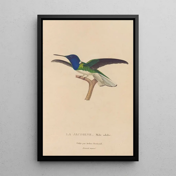 Histoire naturelle des oiseaux-mouches Pl21 - René Primevère Lesson — gerahmtes Bild an der Wand