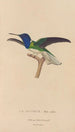 Histoire naturelle des oiseaux-mouches Pl21 - René Primevère Lesson — Ansicht des Kunstwerks