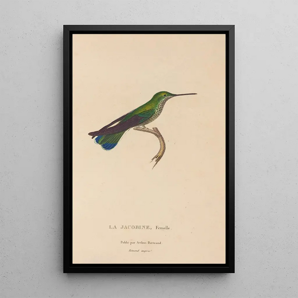 Histoire naturelle des oiseaux-mouches Pl22 - René Primevère Lesson — gerahmtes Bild an der Wand
