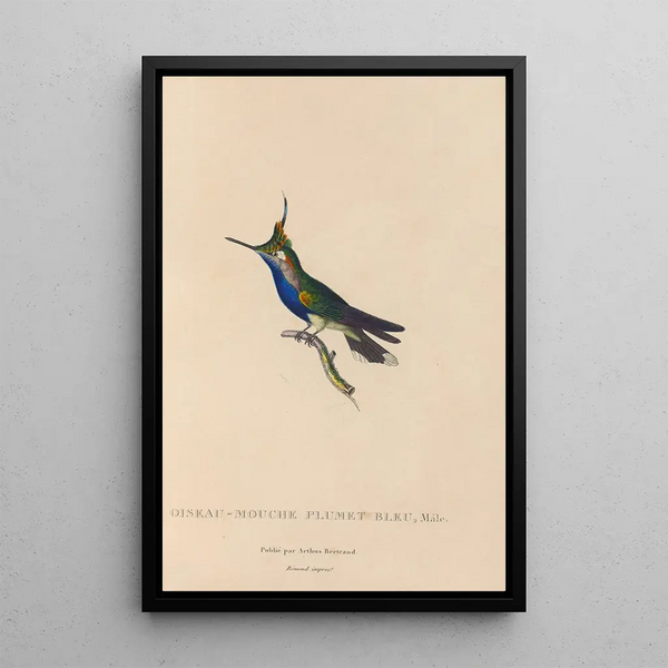 Histoire naturelle des oiseaux-mouches Pl23 - René Primevère Lesson — gerahmtes Bild an der Wand