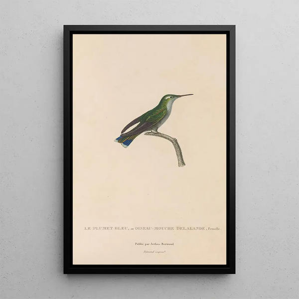 Histoire naturelle des oiseaux-mouches Pl24 - René Primevère Lesson — gerahmtes Bild an der Wand
