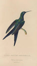 Histoire naturelle des oiseaux-mouches Pl25 - René Primevère Lesson — Ansicht des Kunstwerks