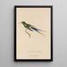 Histoire naturelle des oiseaux-mouches Pl26 - René Primevère Lesson — gerahmtes Bild an der Wand