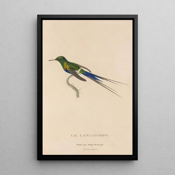 Histoire naturelle des oiseaux-mouches Pl26 - René Primevère Lesson — gerahmtes Bild an der Wand