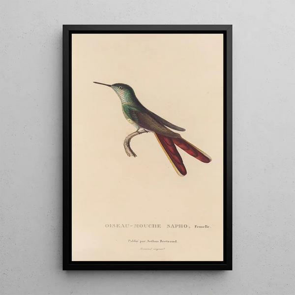 Histoire naturelle des oiseaux-mouches Pl28 - René Primevère Lesson — gerahmtes Bild an der Wand